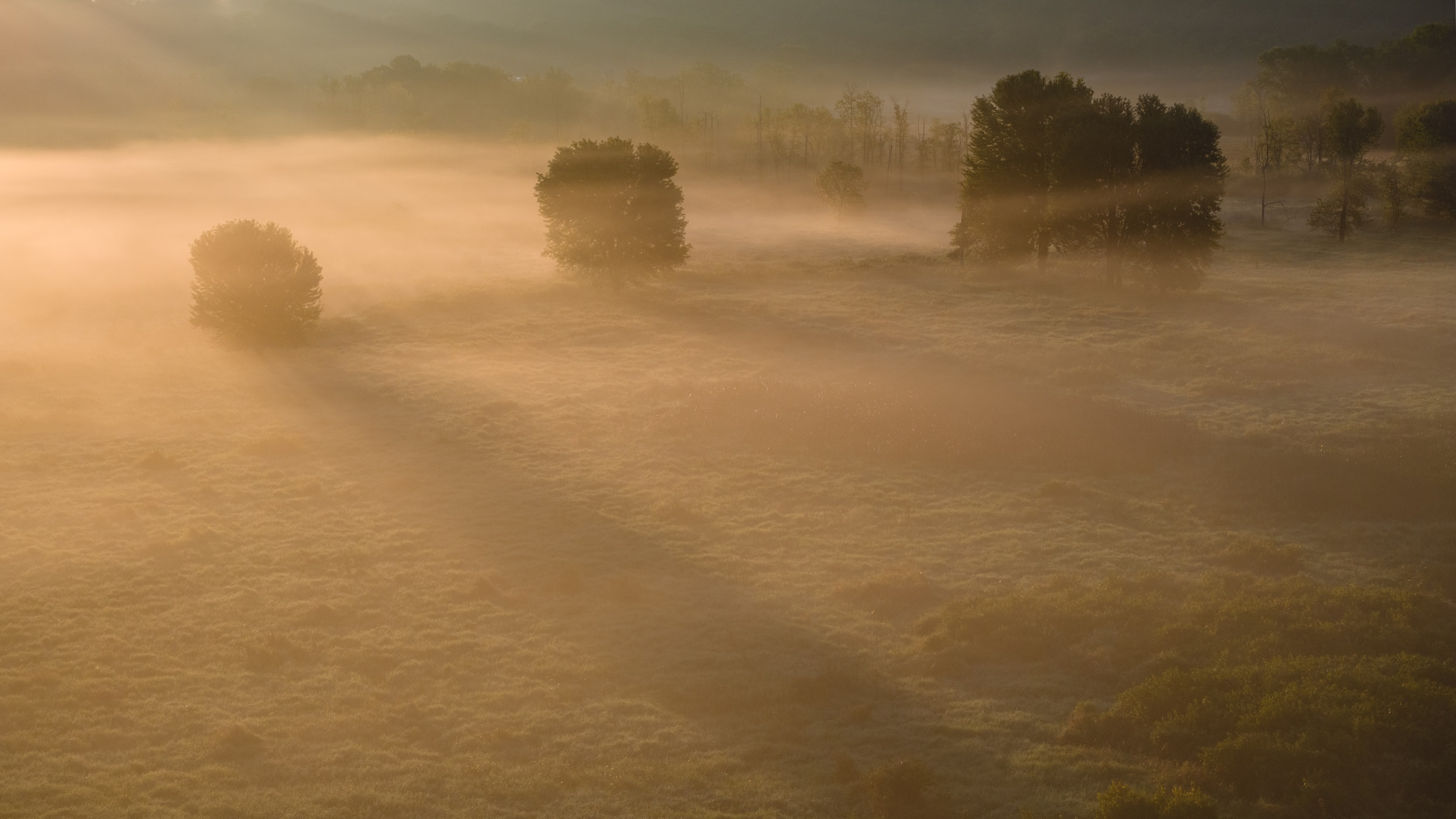 a photo of trees in a foggy field at sunrise